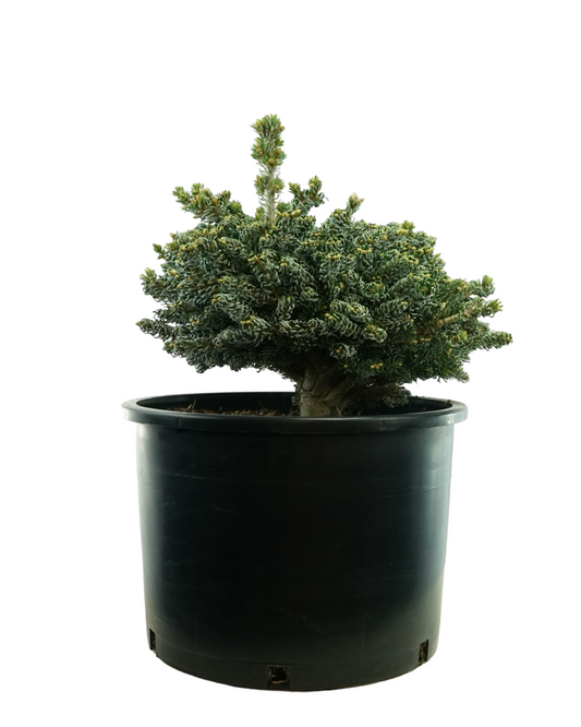 Abies koreana 'Ice Breaker'