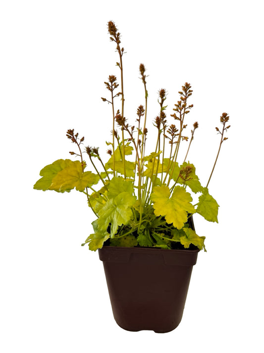 Heuchera Little Cuties™ 'Sweet Tart' - Perennials