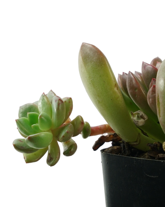 Graptoveria 'Bashful'