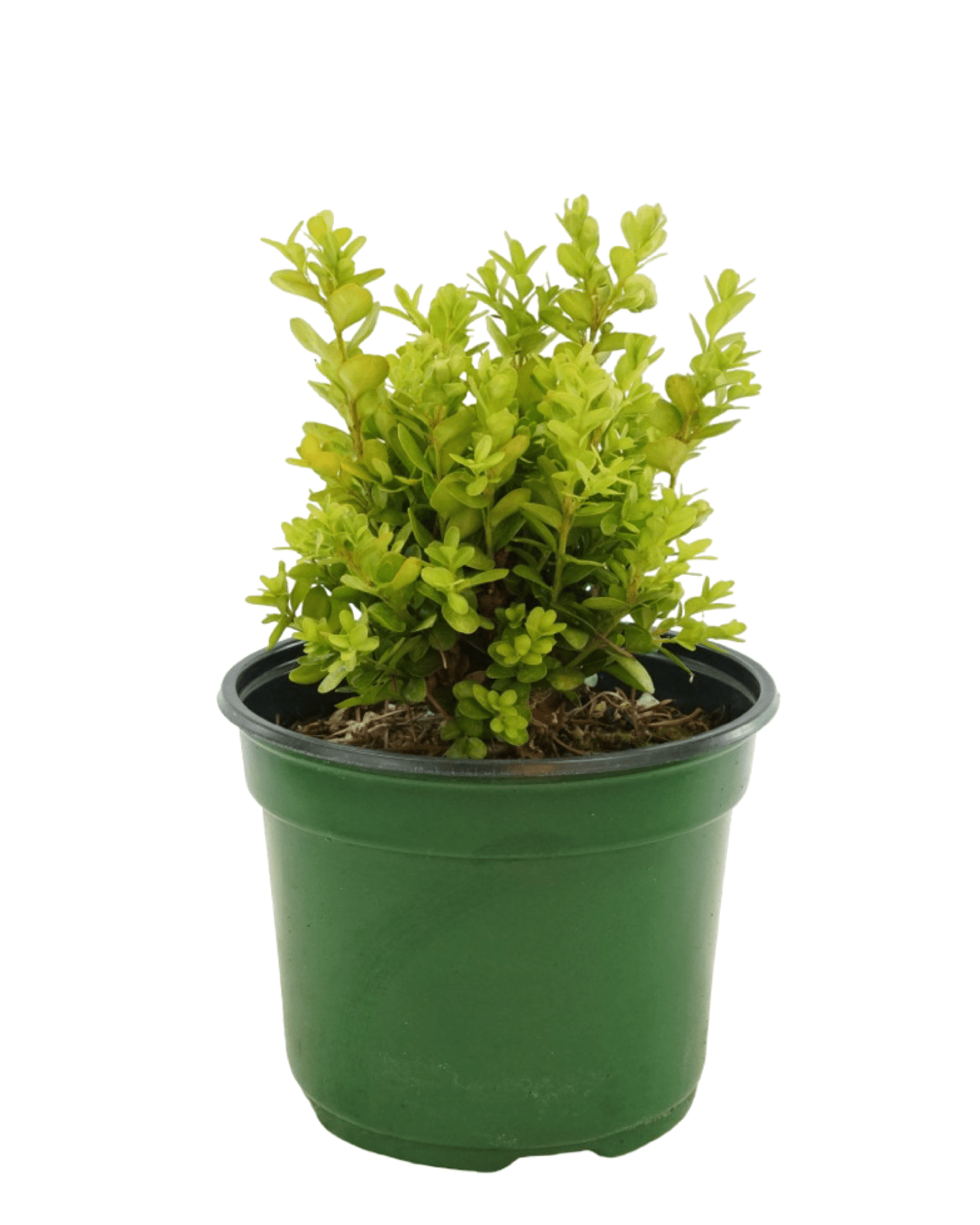 Buxus s. 'Suffruticosa' - The Garden Corner