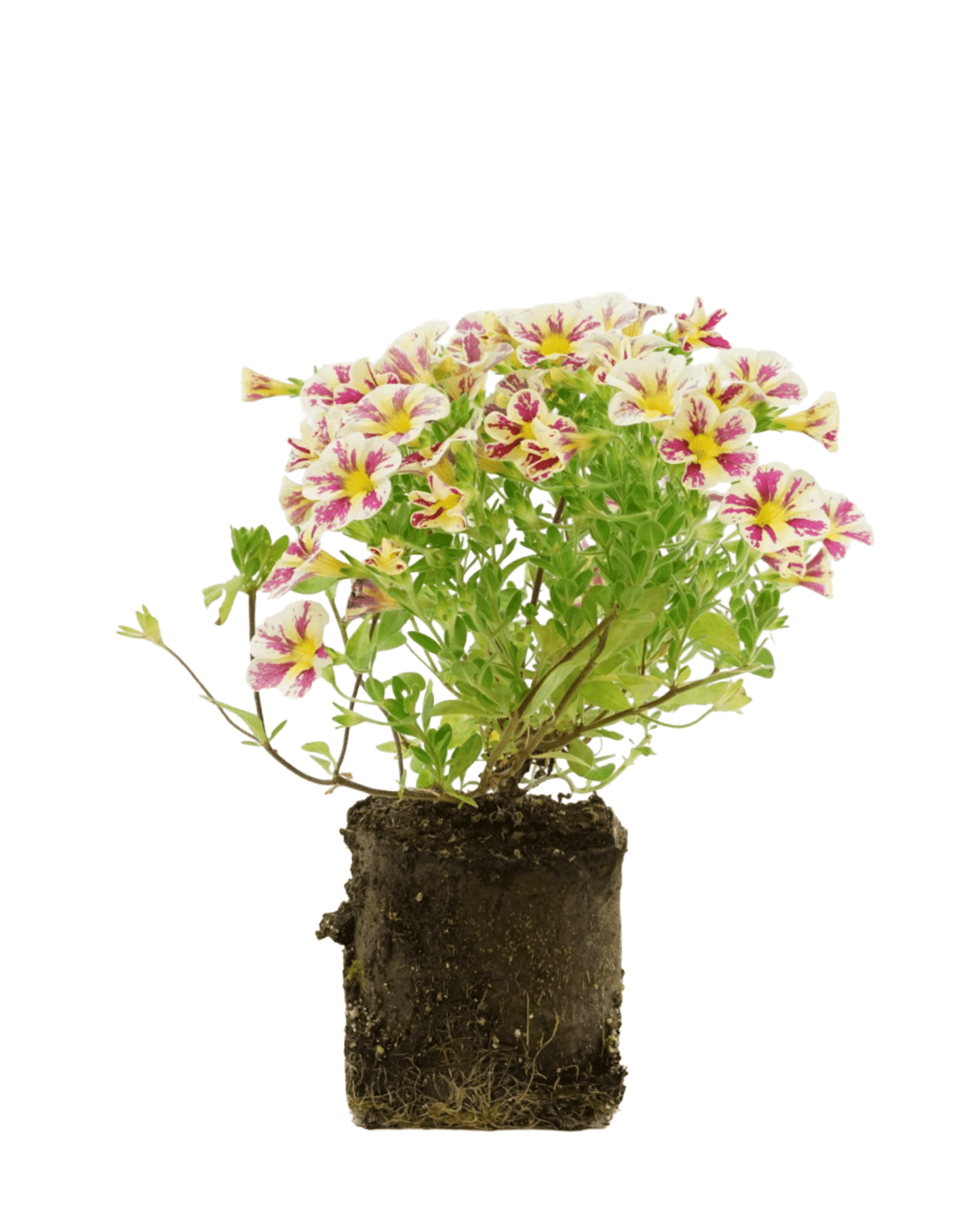 Calibrachoa 'Holy Moly' - The Garden Corner