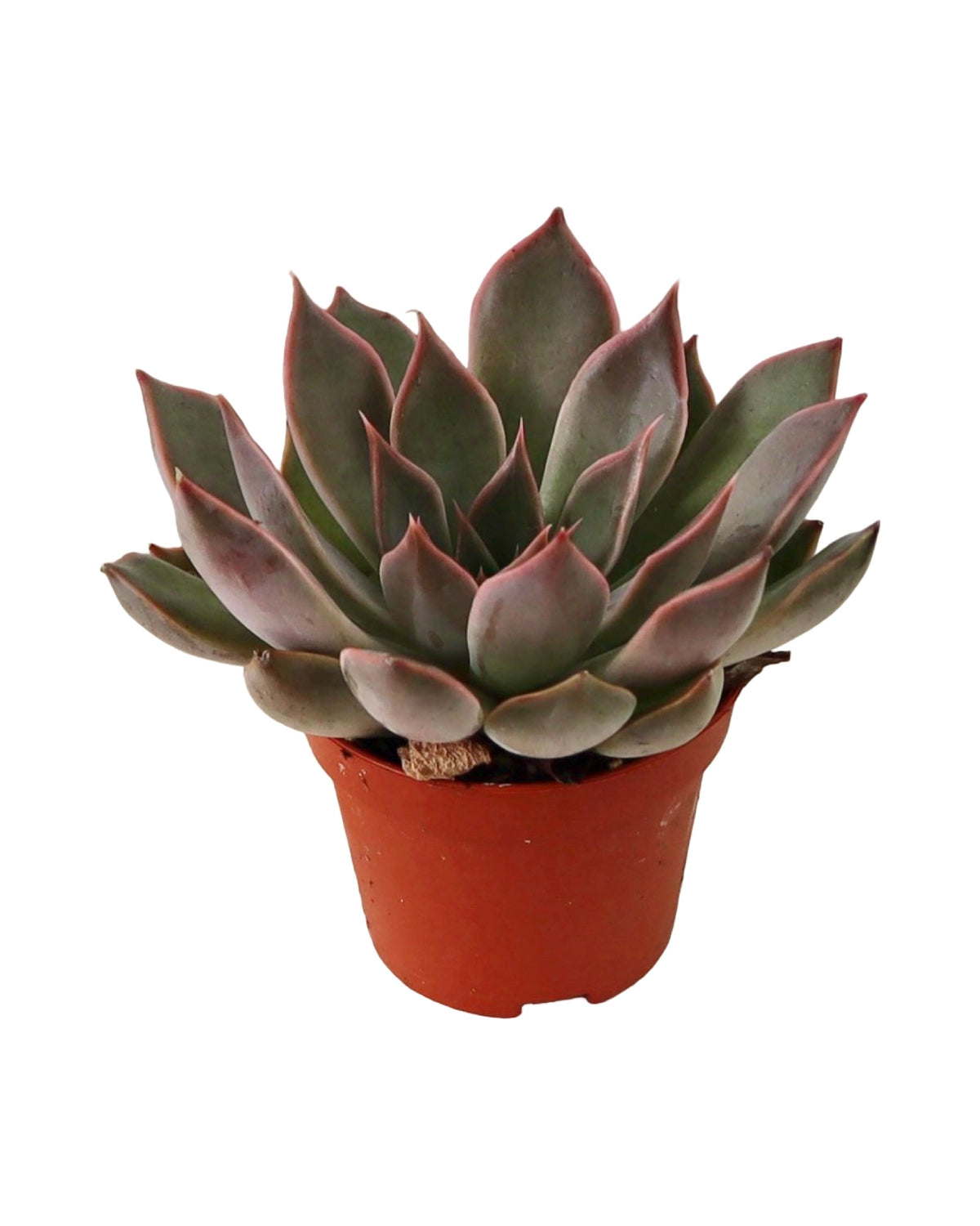 Echeveria ‘Samba’ - House Plants