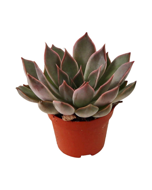 Echeveria ‘Samba’ - House Plants
