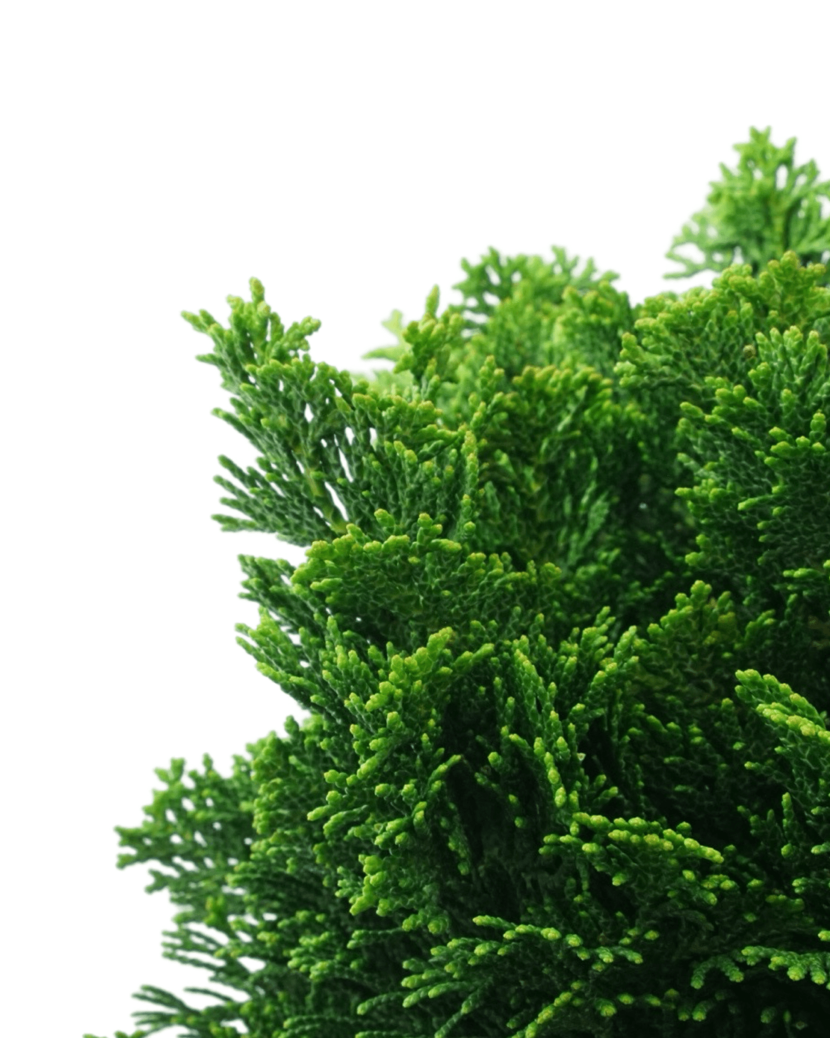 Chamaecyparis obtusa 'Nana Gracilis' - The Garden Corner