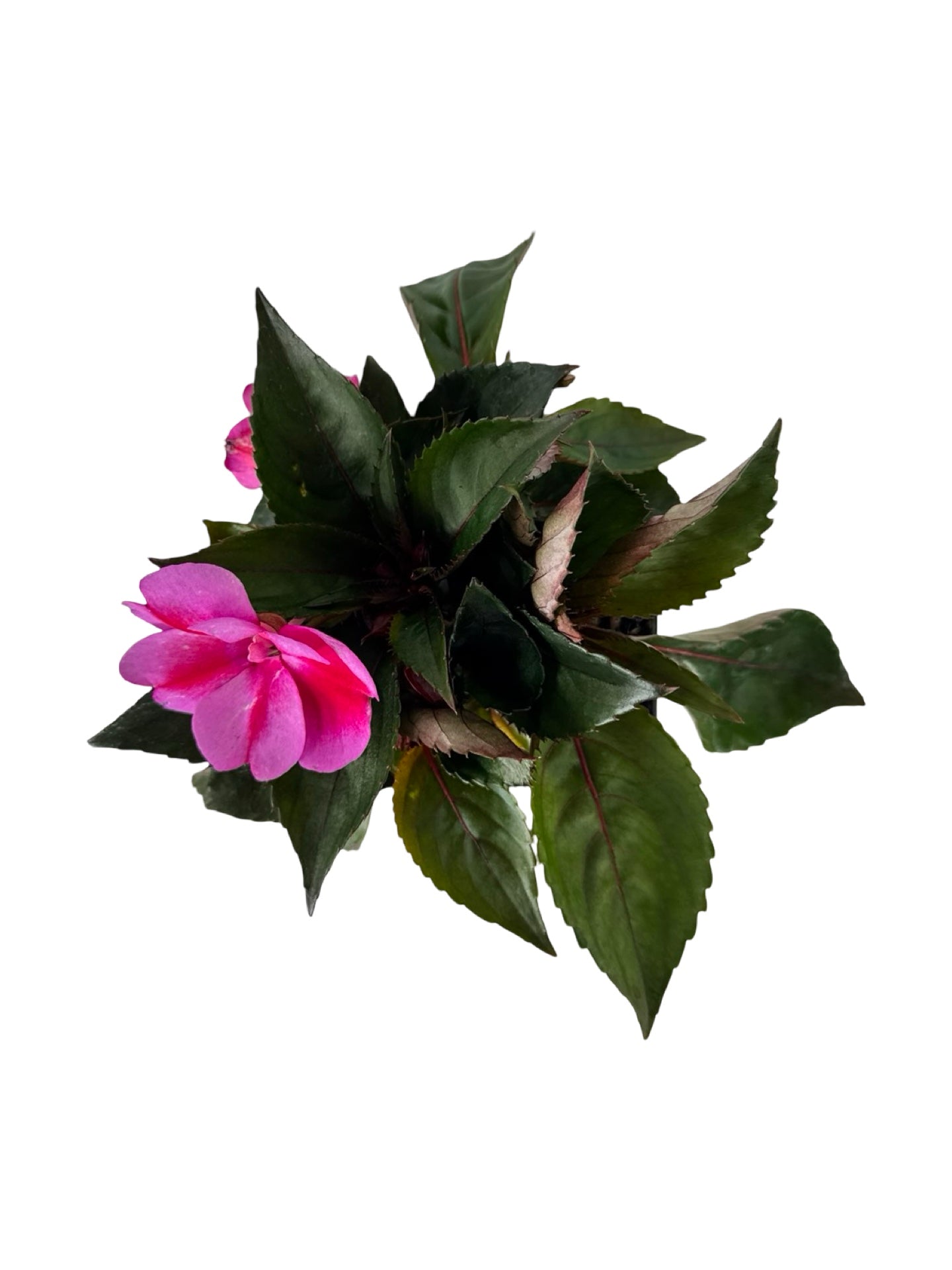 Sunpatiens compact 'Red Candy' - Annuals