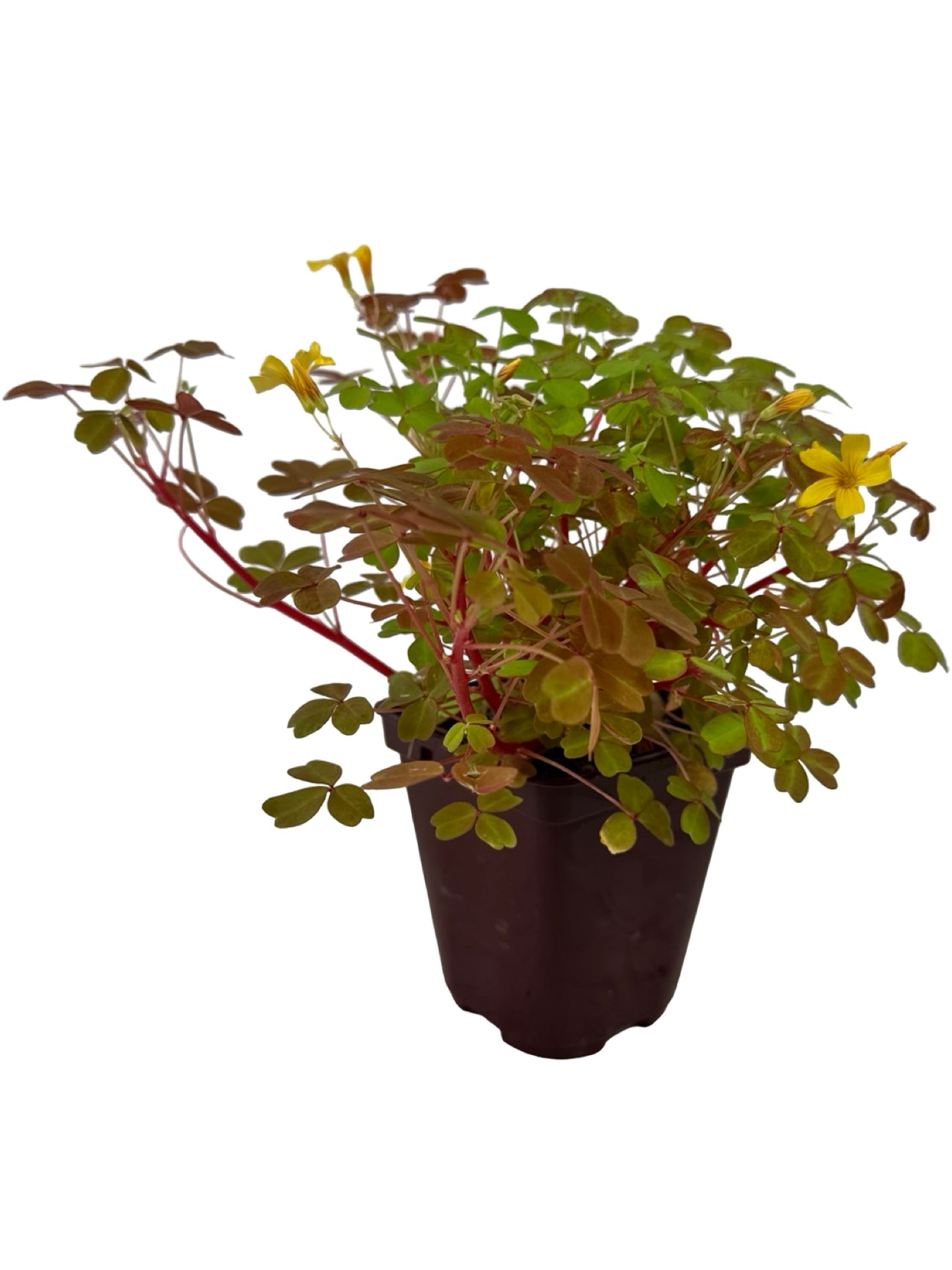 Oxalis 'Sunset Velvet' - Groundcovers