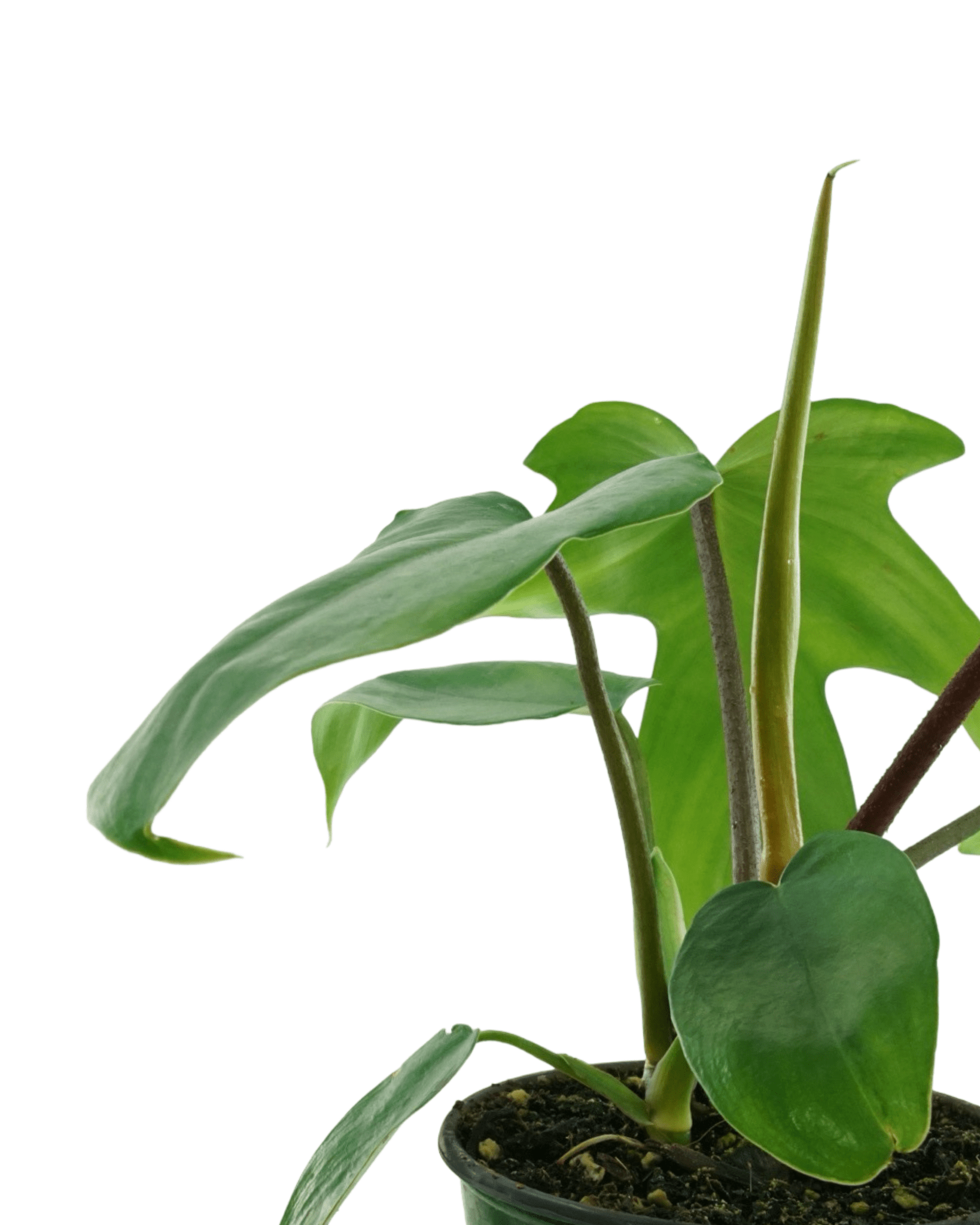 philodendron florida green juvenile Philodendron Florida Green – The Garden Corner