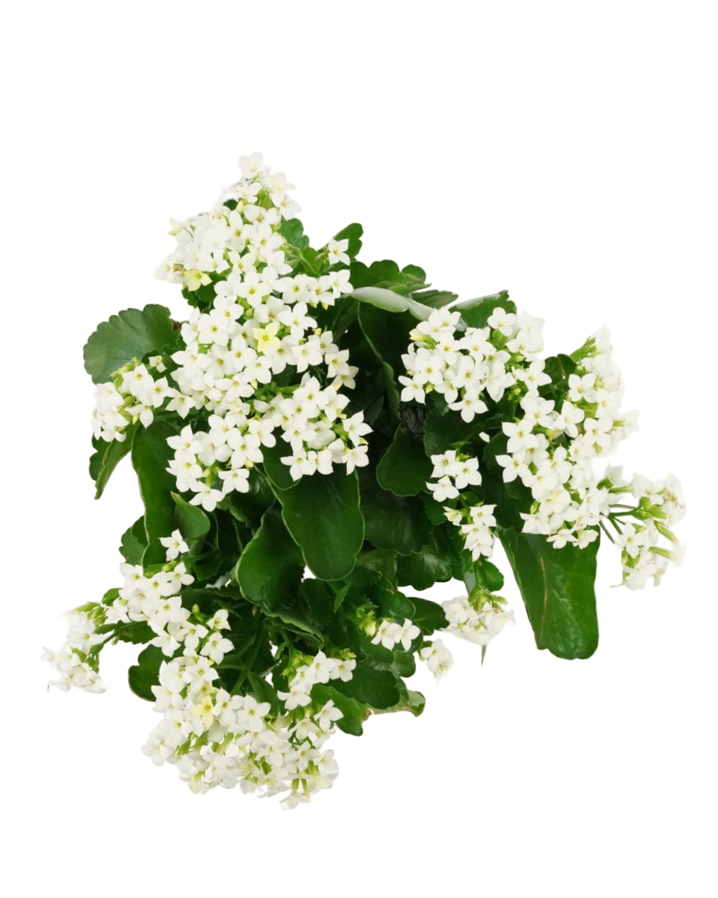 Kalanchoe Calandiva, Assorted - House Plants