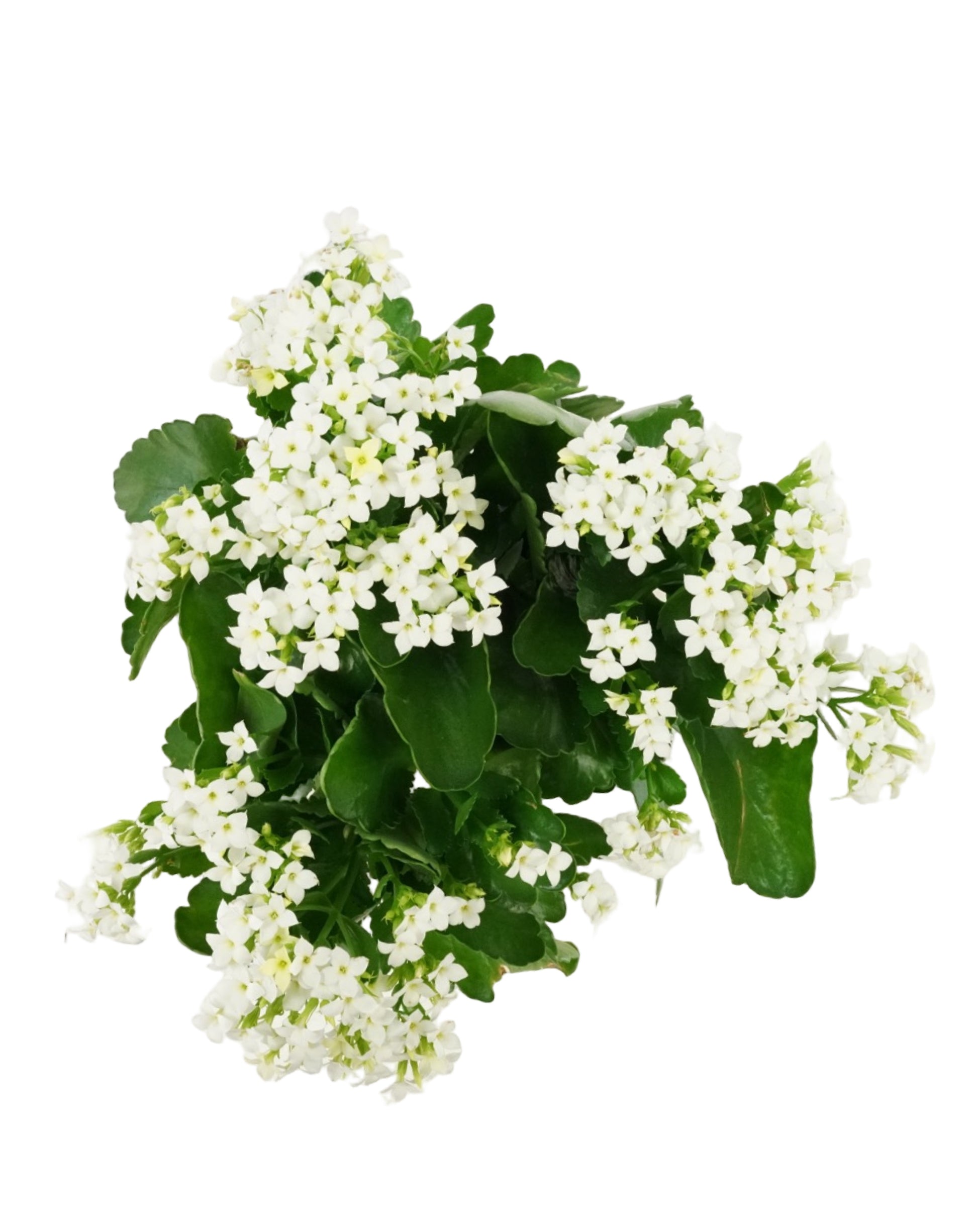 Kalanchoe Calandiva, Assorted - House Plants