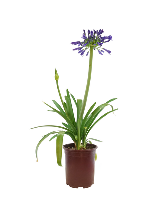 Agapanthus 'Blue Bayou'
