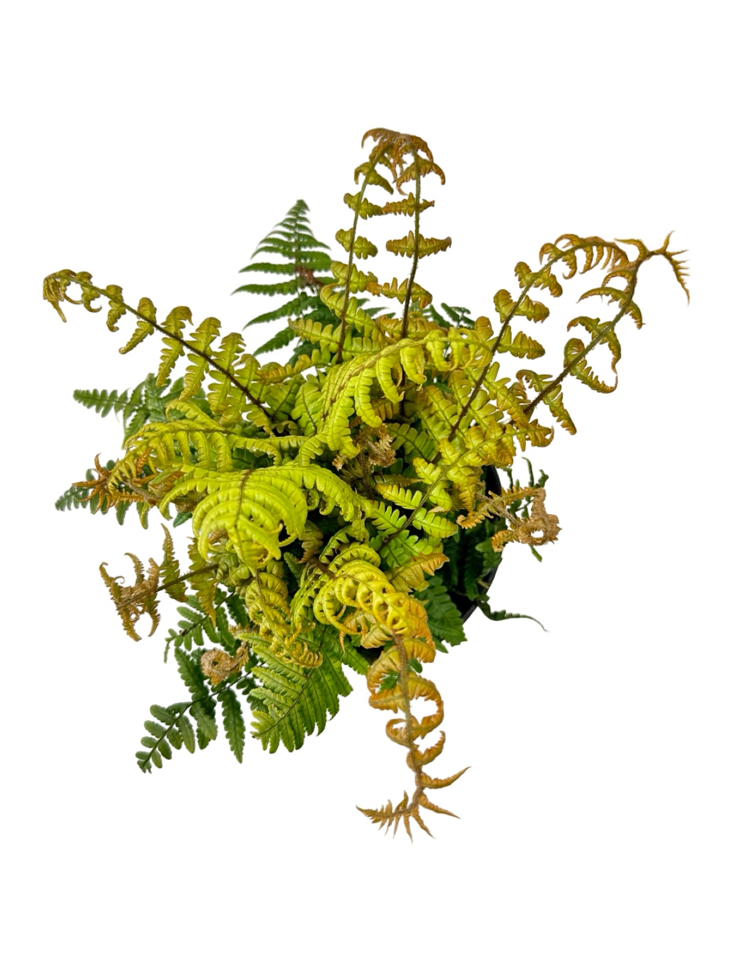 Dryopteris Jurassic Gold - Perennials