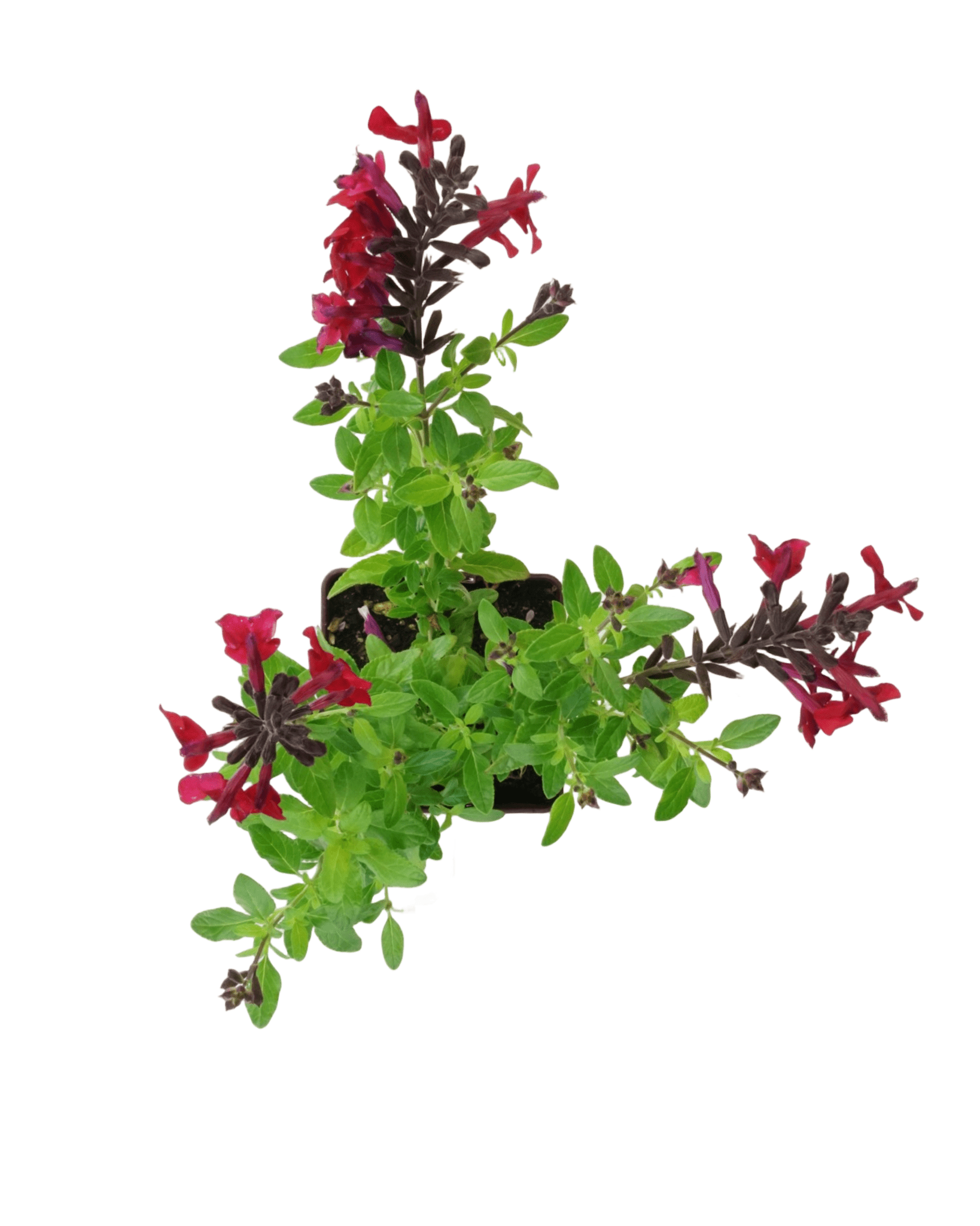 Salvia greggii Mirage® 'Cherry Red' - The Garden Corner