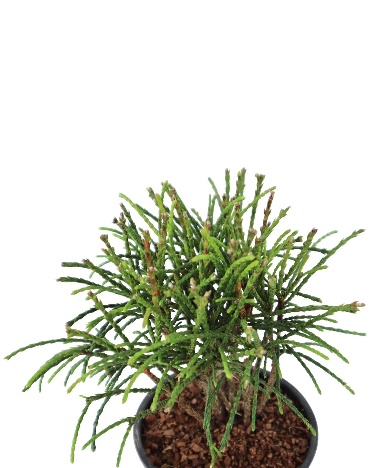 Thuja plicata 'Whipcord' - Shrubs