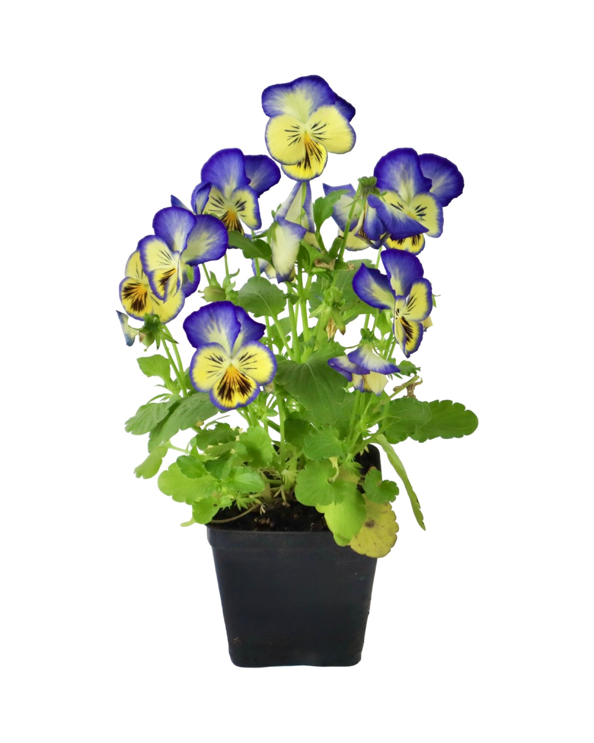 Pansy - Seasonal Plant