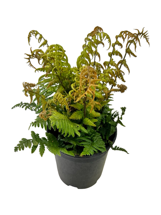 Dryopteris Jurassic Gold - Perennials