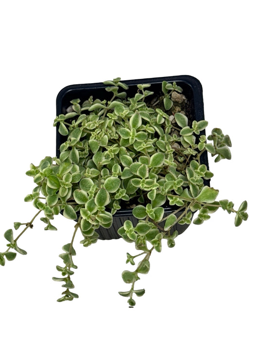 Sedum 'Little Shimmer' - Groundcovers