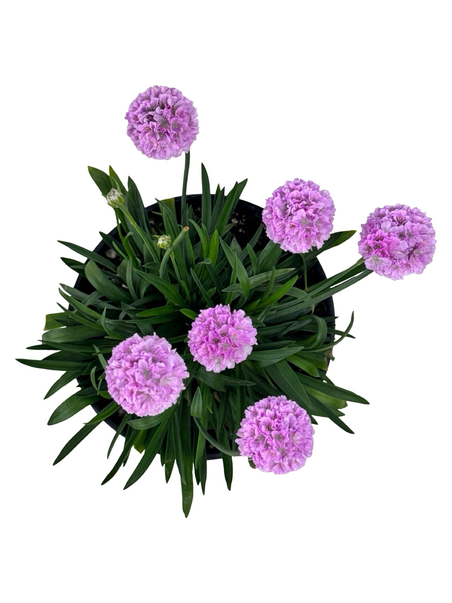 Armeria pseudarmeria 'Sweet Dreams' - Perennials