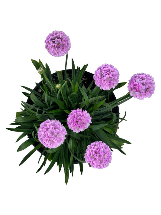 Armeria pseudarmeria 'Sweet Dreams' - Perennials