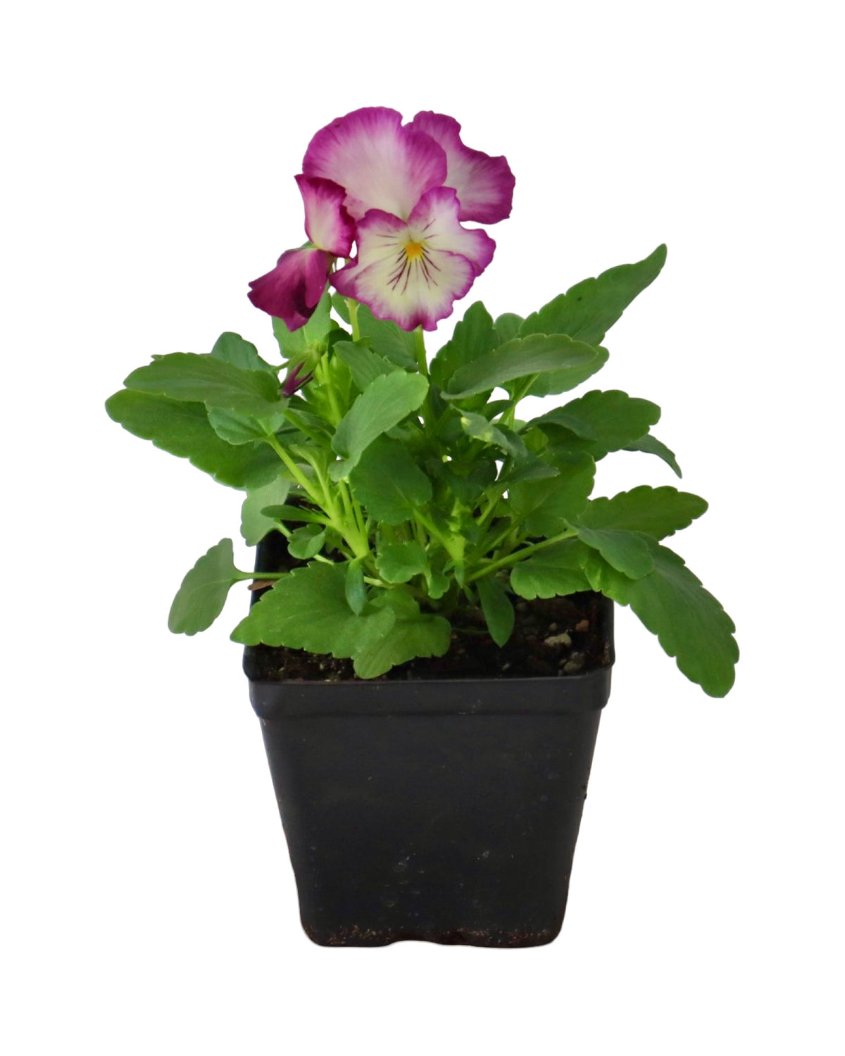 Pansy - Seasonal Plant