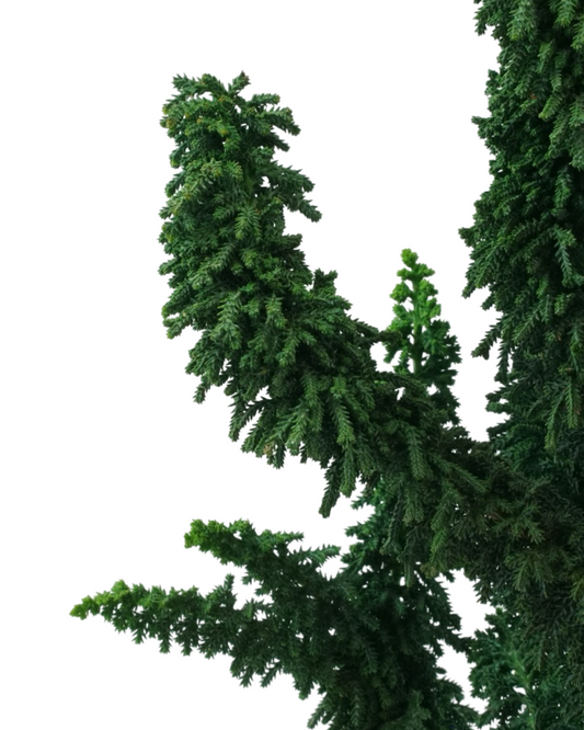 Chamaecyparis obtusa 'Chirimen'