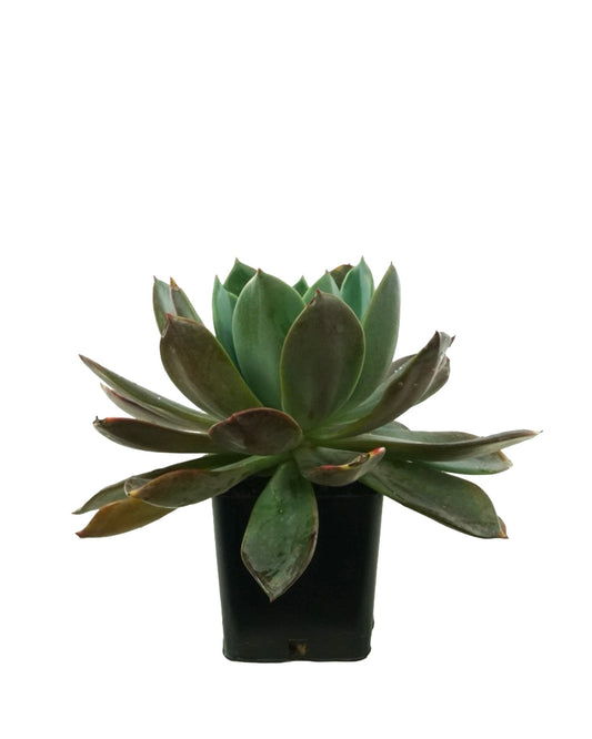 Echeveria 'Blue Prince' - The Garden Corner