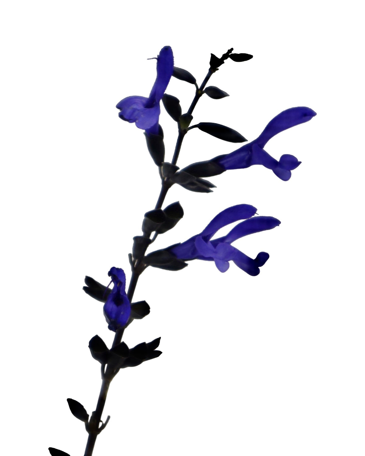 Salvia guaranitica 'Black and Blue' - Perennials