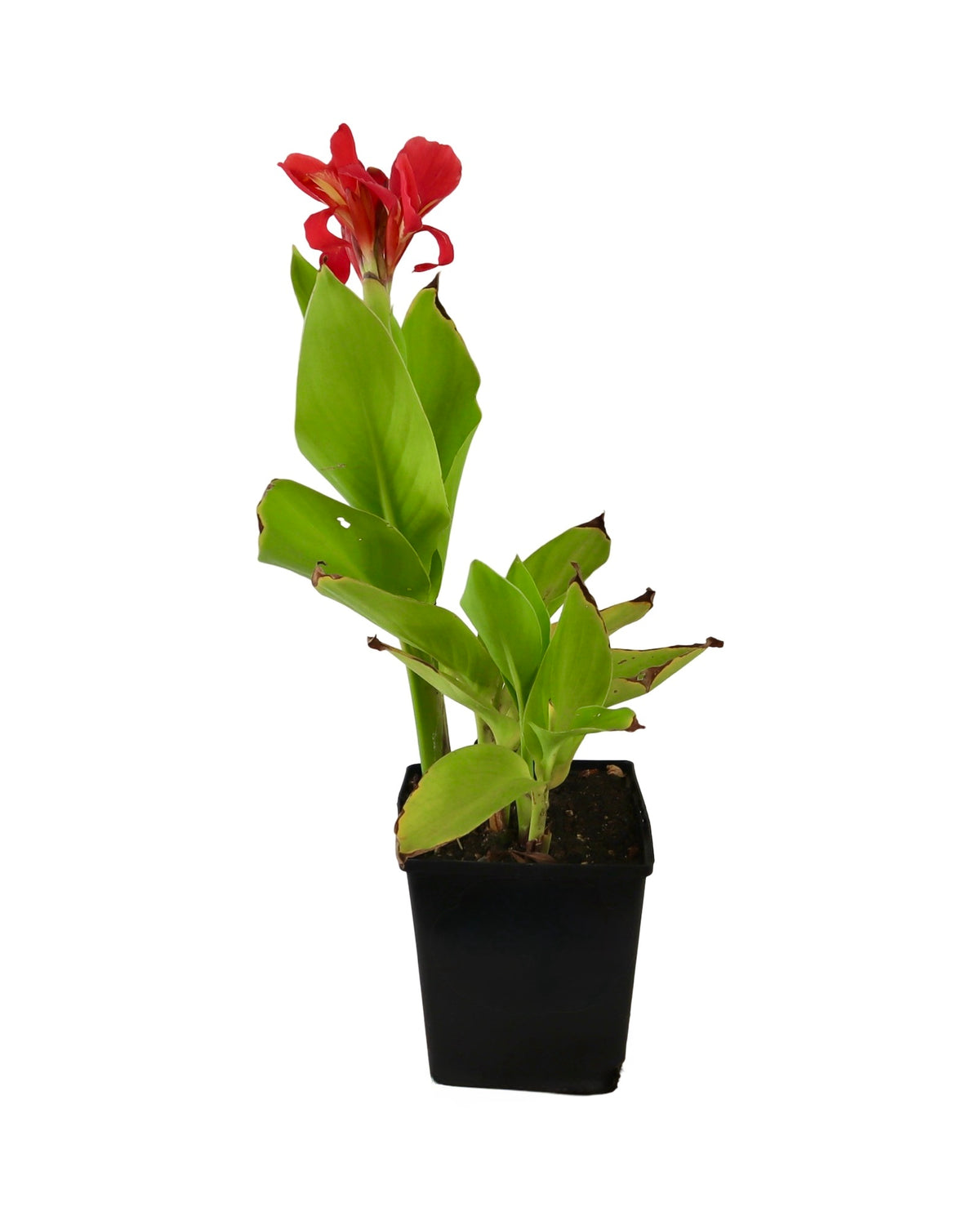 Canna Cannova® Scarlet - Perennials