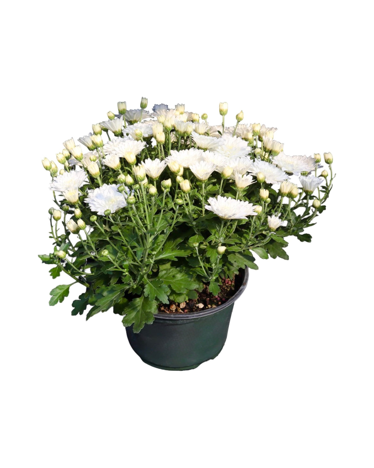 Garden Mum - Seasonal Plant