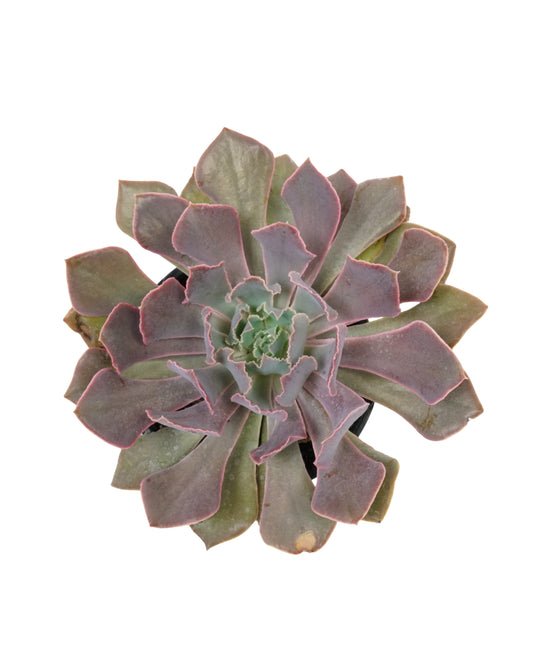 Echeveria shaviana 'Pink Frills'