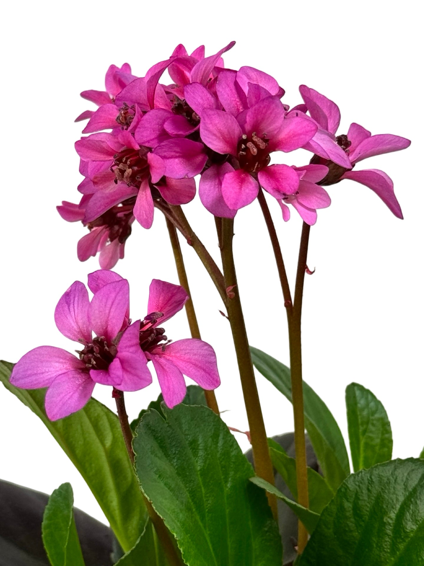 Bergenia Early Brilliance™ 'Magenta' - Perennials