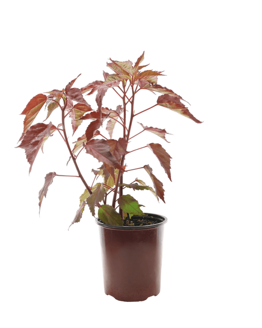 Hibiscus Carousel® 'Pink Passion' - The Garden Corner