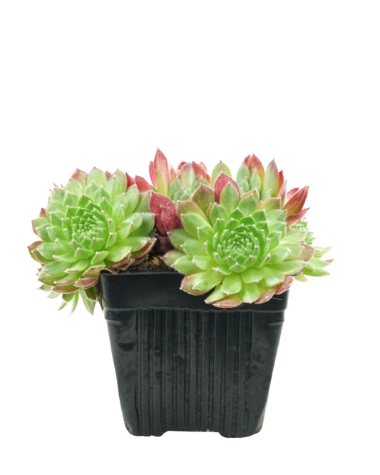 Sempervivum 'Hester'