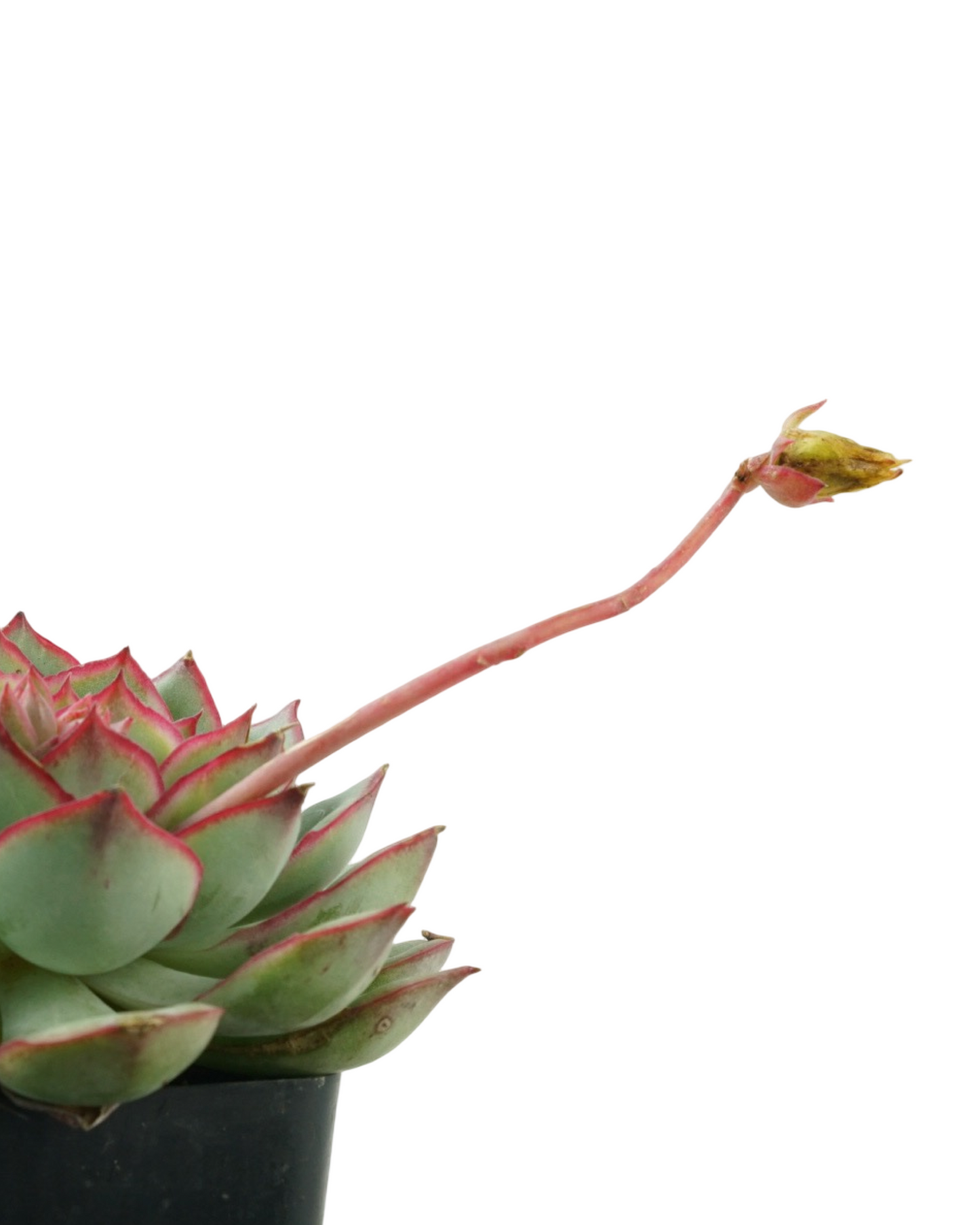 Echeveria moranii