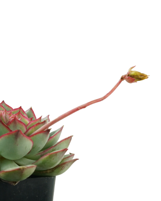 Echeveria moranii