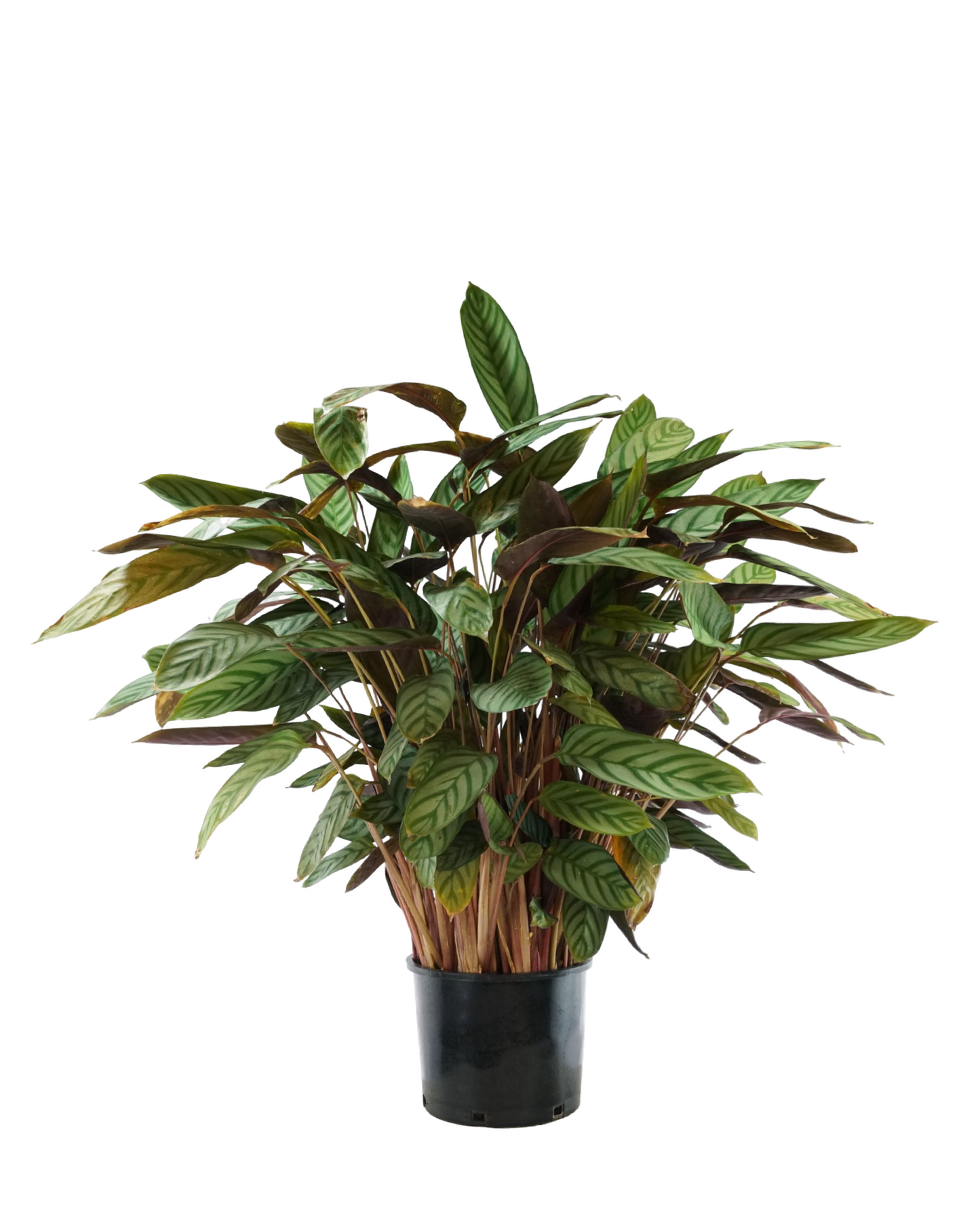 Ctenanthe setosa 3 gallon - House Plants