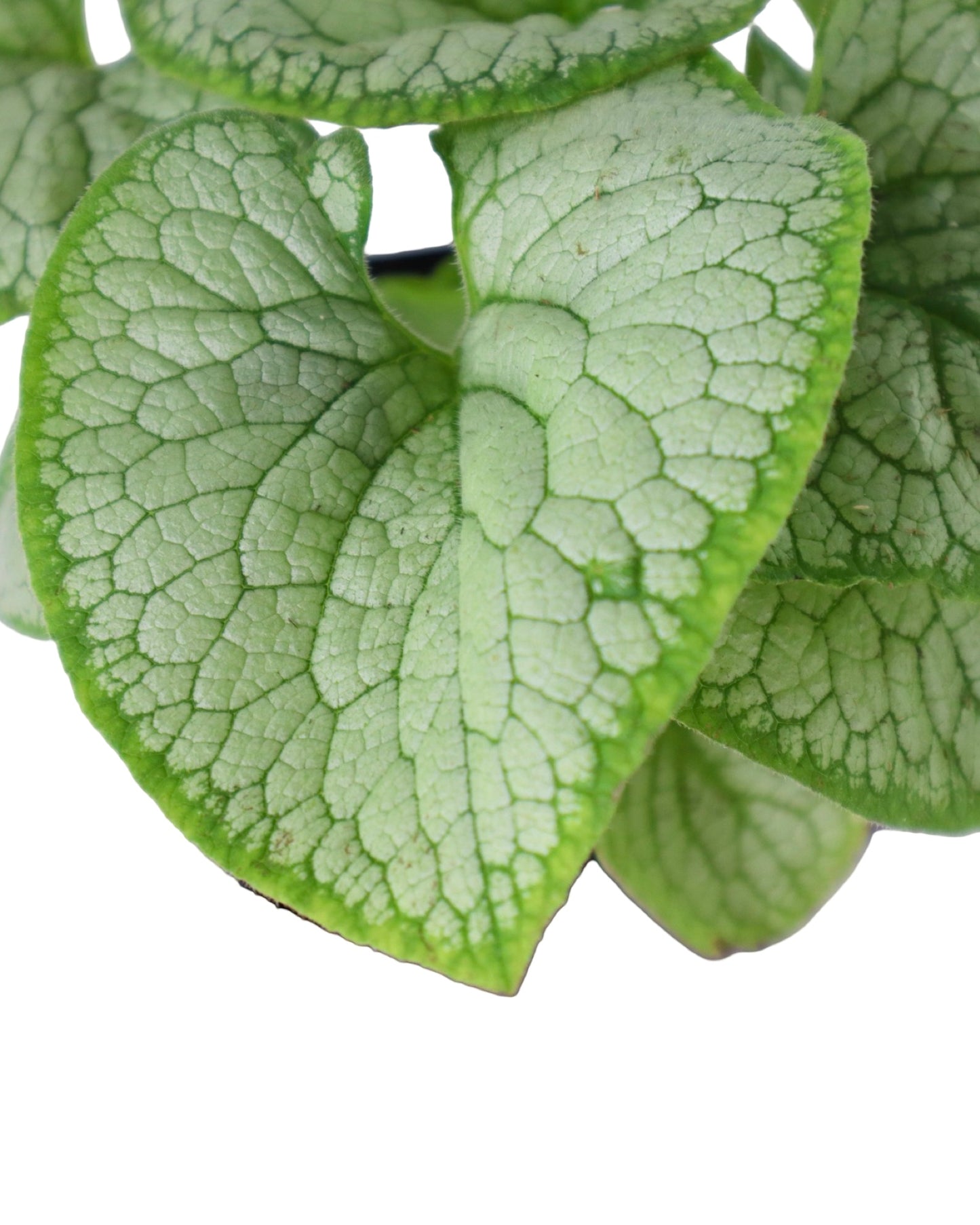 Brunnera macrophylla 'Silver Heart' - Perennials