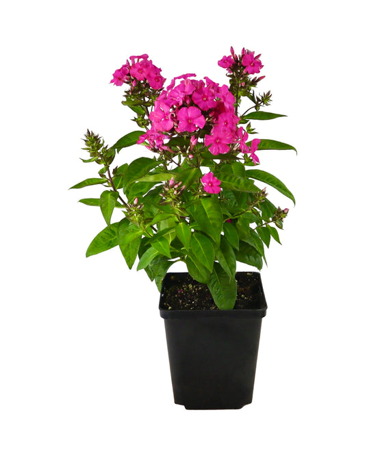 Phlox Sweet Summer™ Red - Perennials