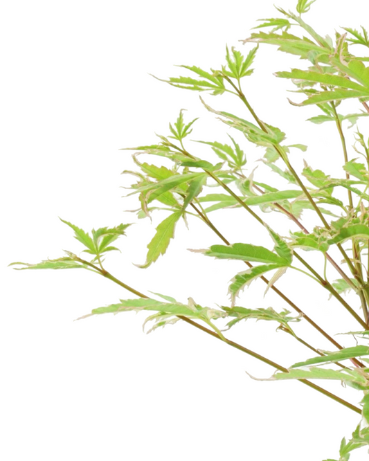 Acer palmatum 'Butterfly'