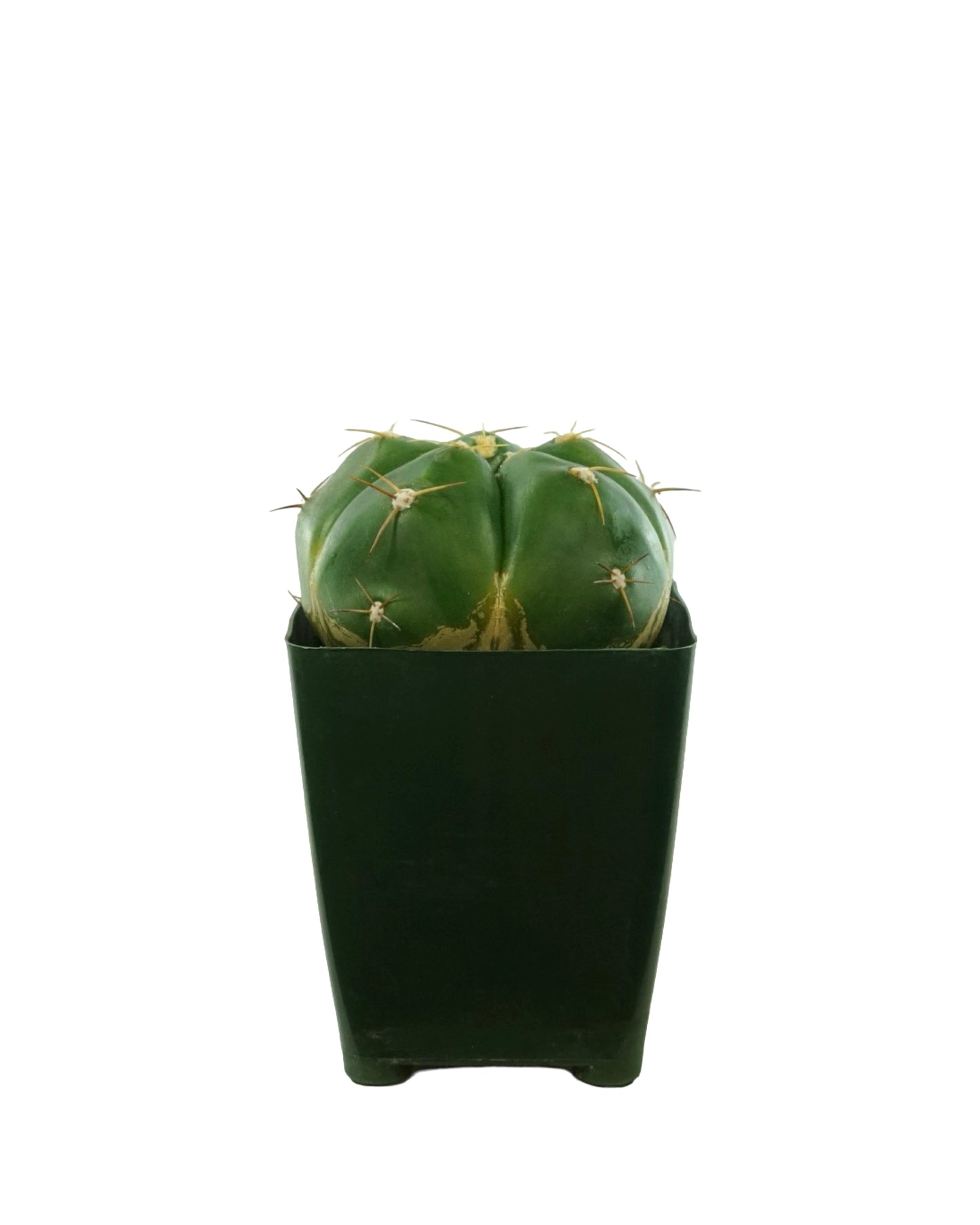 Cactus Assorted 4 Inch - Tropical Plants