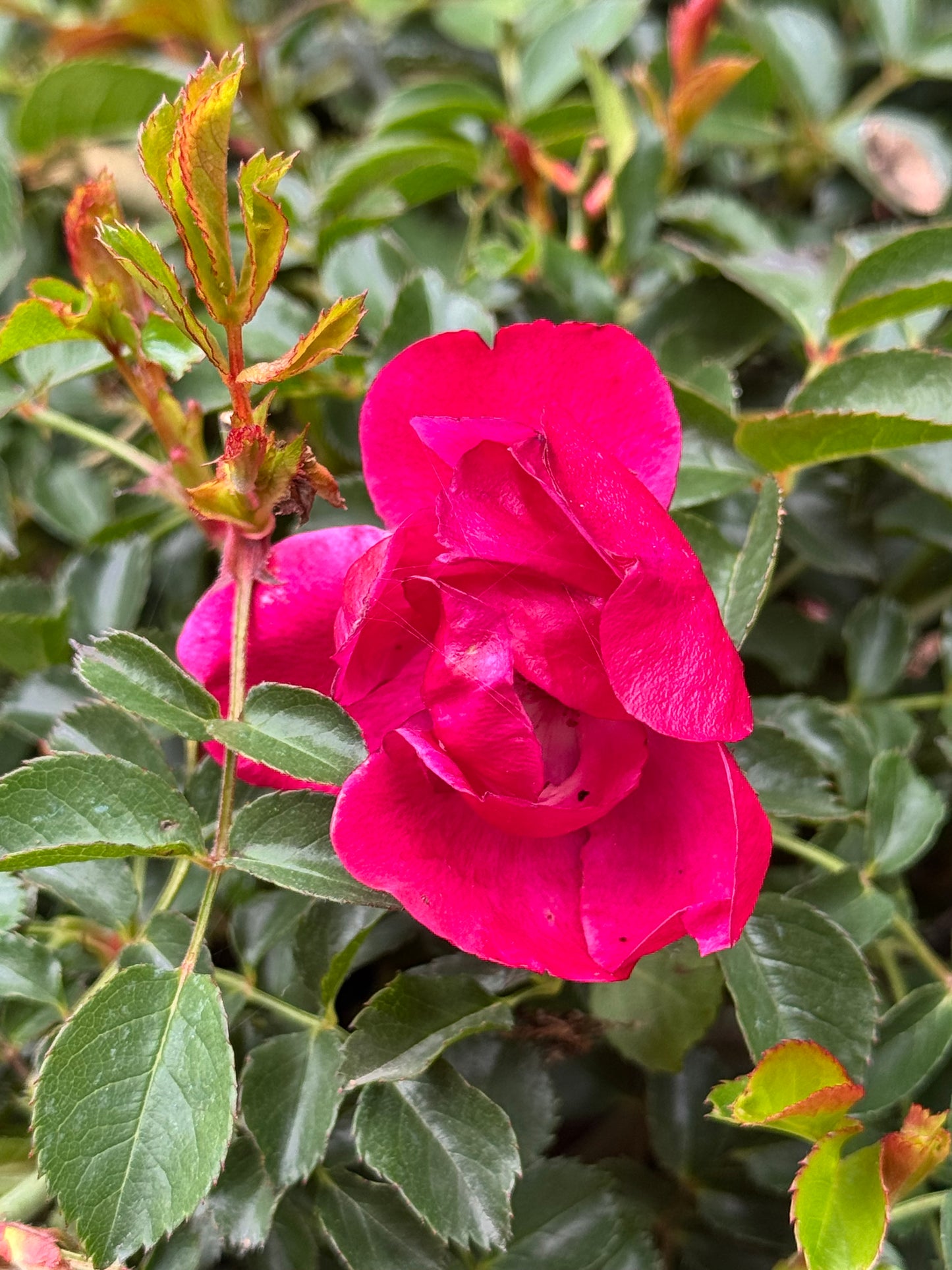 Rosa Nitty Gritty® Pink - Shrubs