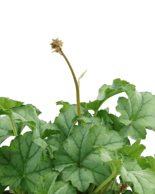 Heuchera 'Little Cuties Shimmer' - The Garden Corner