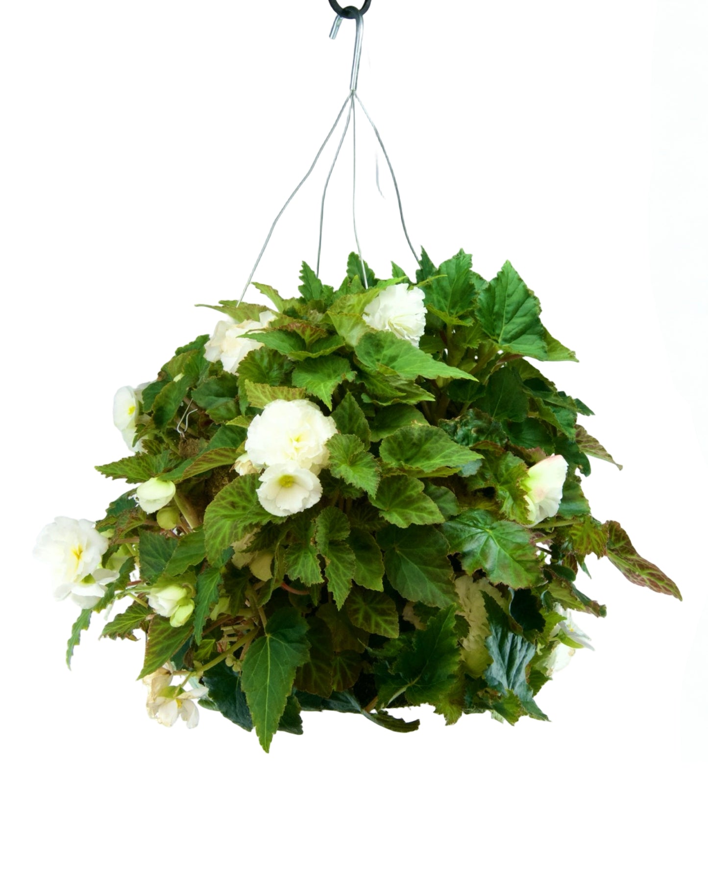 Moss Basket Nonstop Begonia