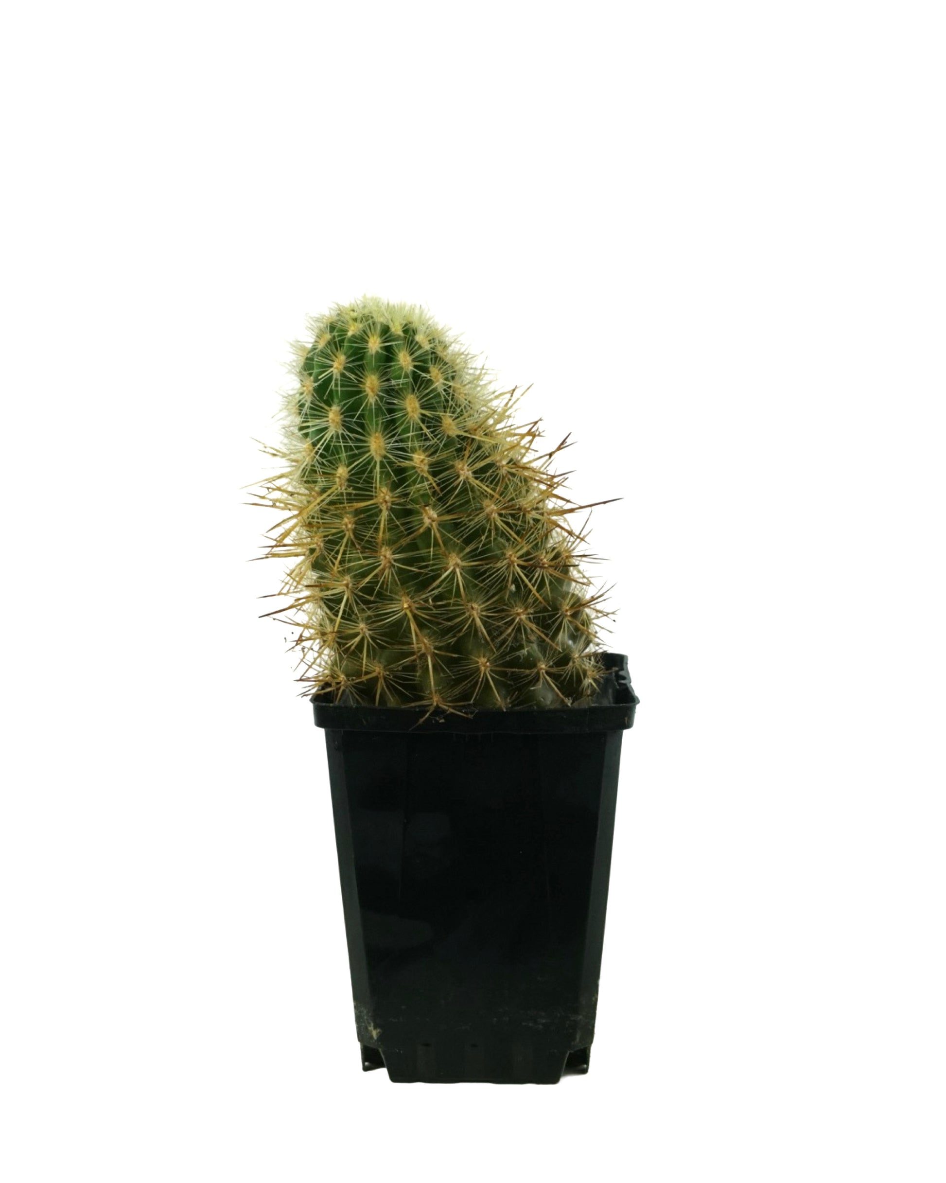 Cactus Assorted 4 Inch - Tropical Plants
