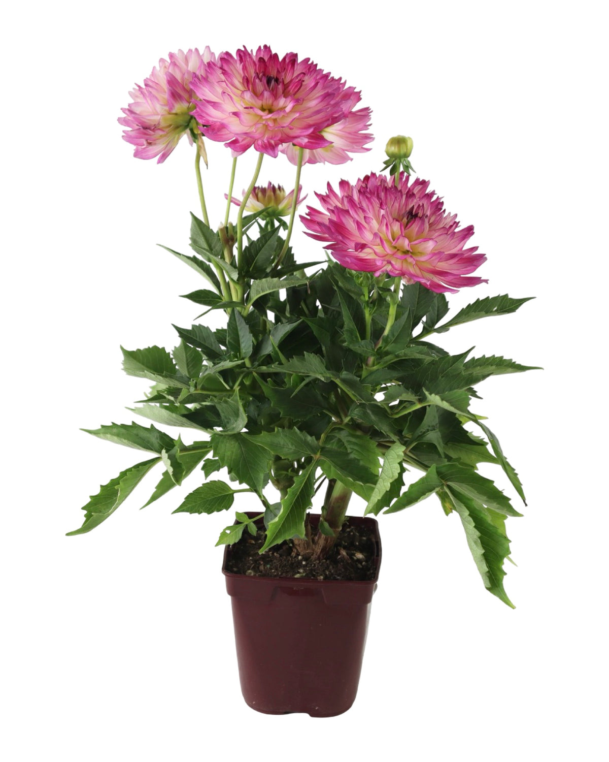 Dahlia pinnata 'Maggiore Rose Bicolor' - Annuals