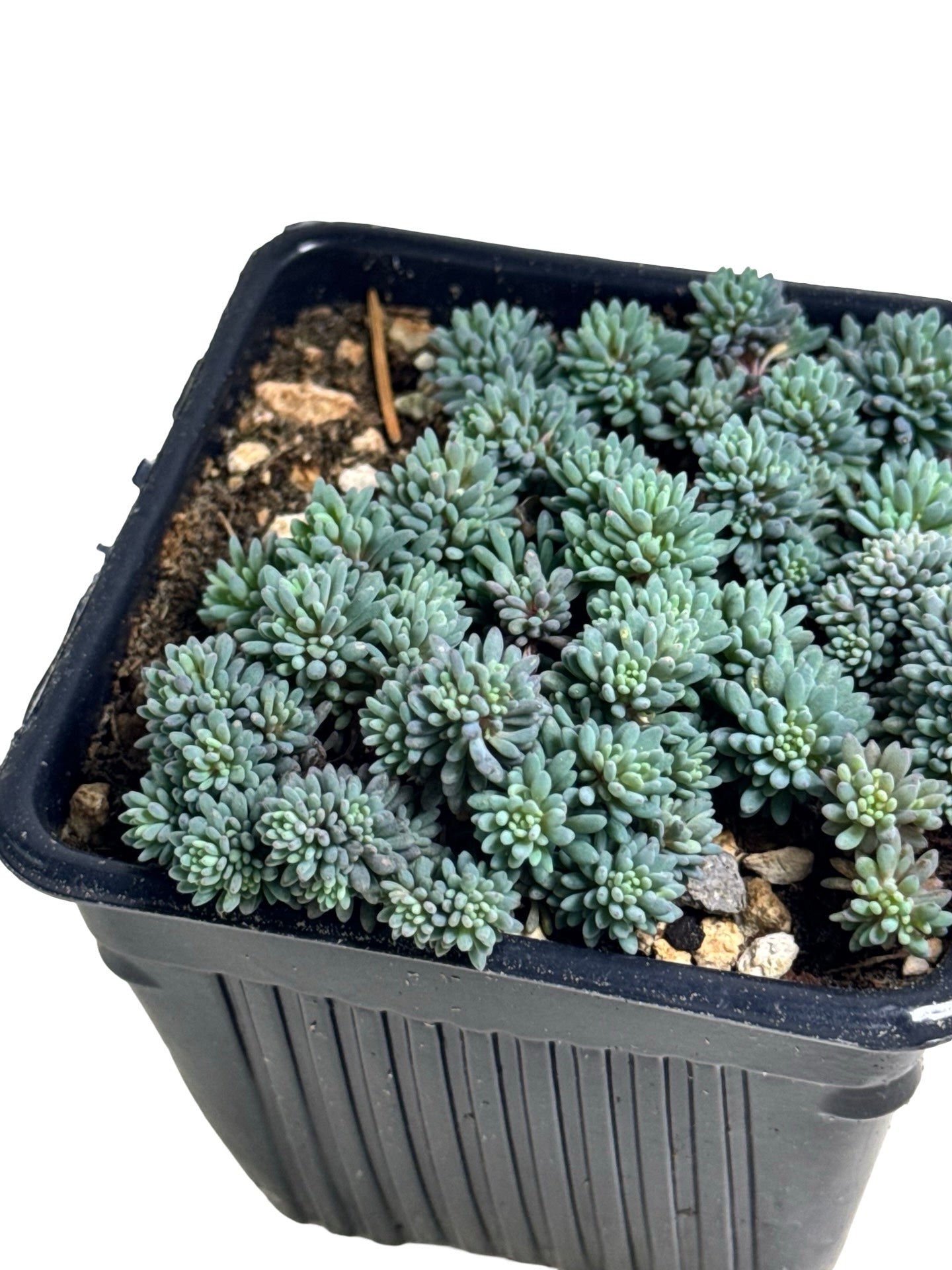 Sedum hispanicum minus - Groundcovers
