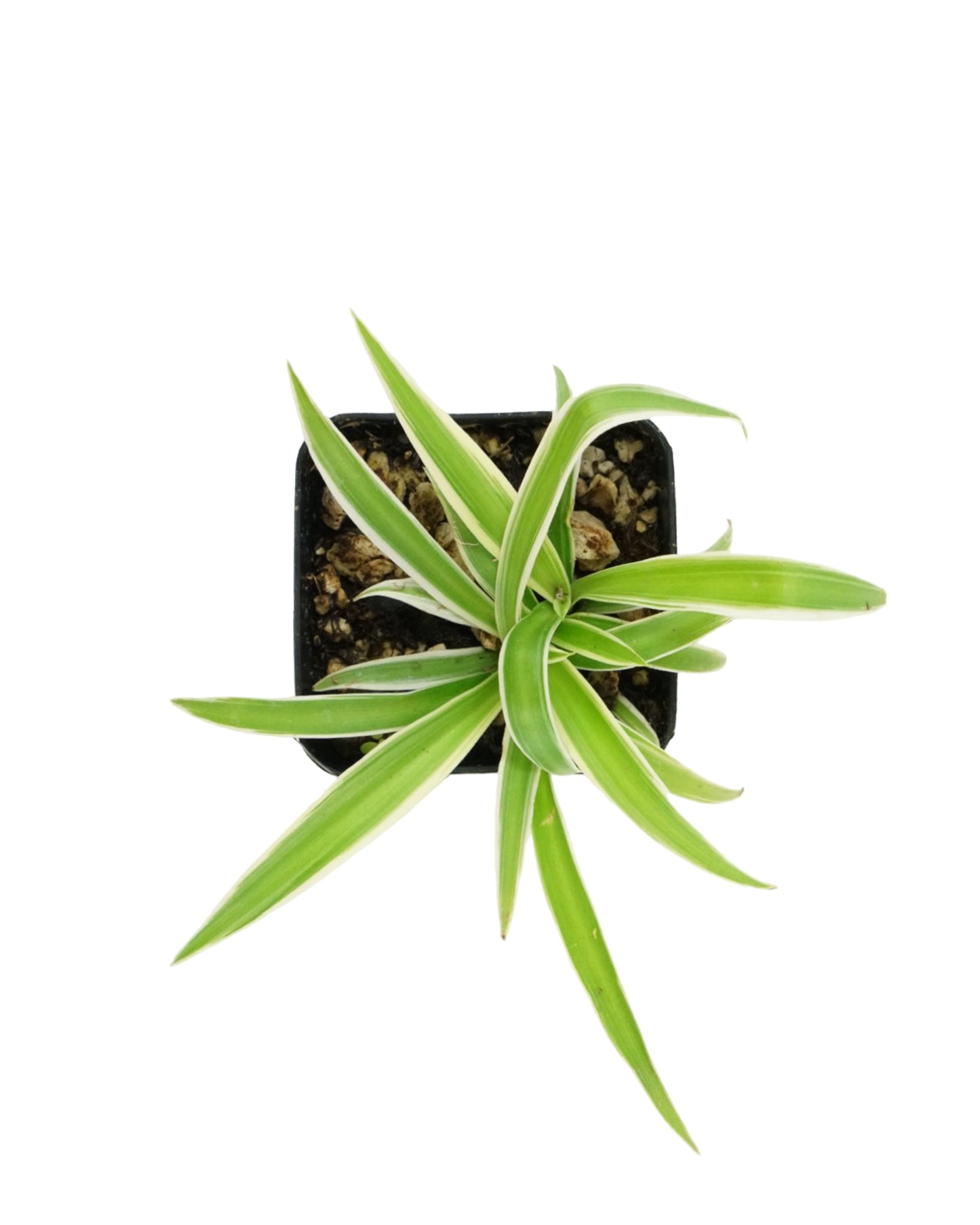 Chlorophytum Assorted - House Plants