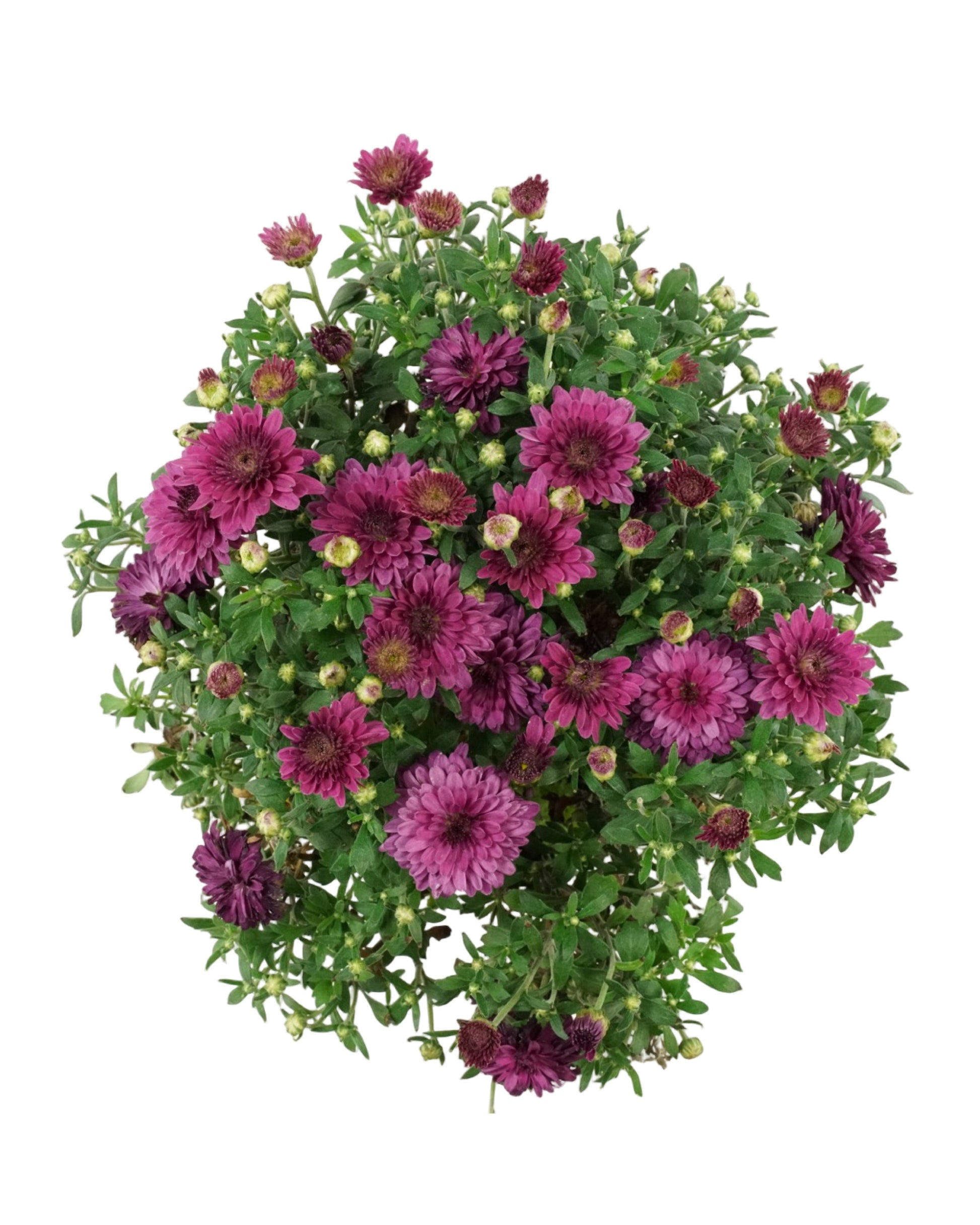 Chrysanthemum 'Patty Purple' - Seasonal Plant