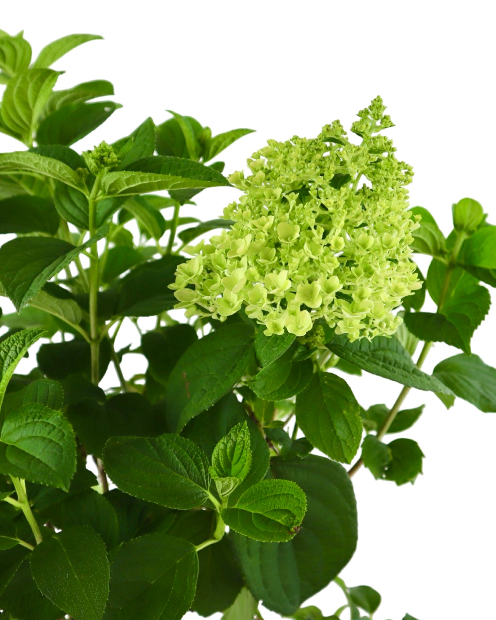 Hydrangea paniculata Little Hottie® - Shrubs