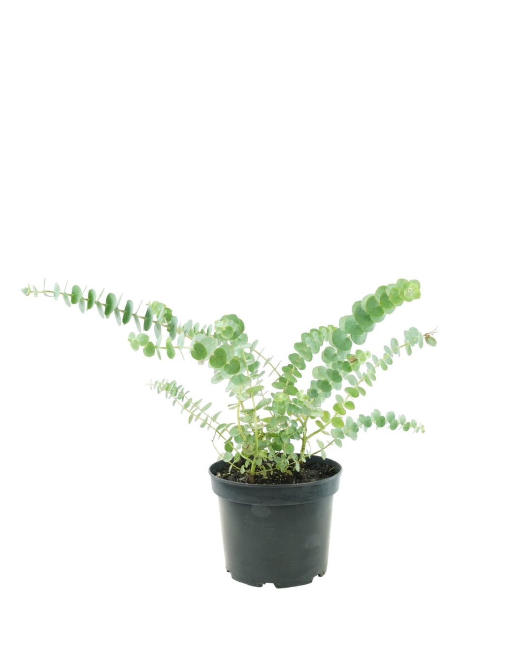 Trees – The Garden Corner