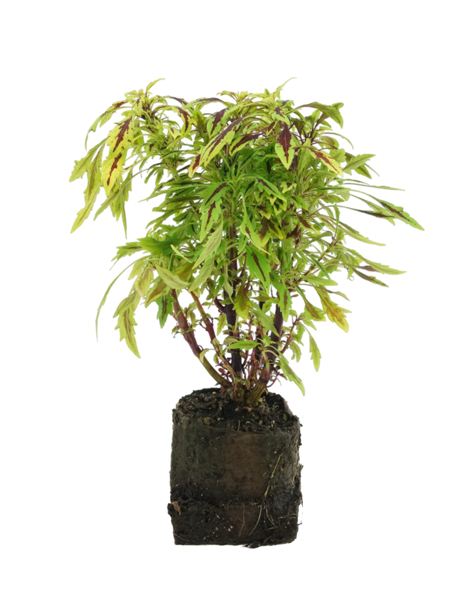 Coleus 'Flame Thrower Chipotle' 4 Inch - Annuals